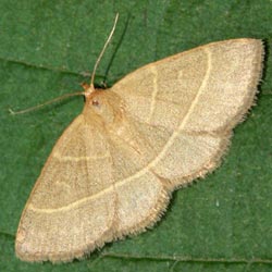 Trisateles emortualis Trisateles emortualis
